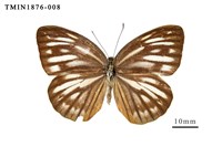 藏品(黑脈粉蝶)的圖片